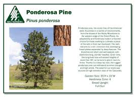 Attēlu rezultāti vaicājumam “Pinus ponderosa”