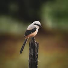 Attēlu rezultāti vaicājumam “Laniidae”