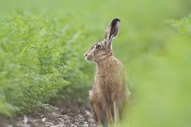Attēlu rezultāti vaicājumam “Lepus europaeus adult”
