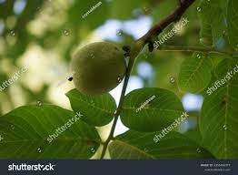 Attēlu rezultāti vaicājumam “Juglans regia fruit”
