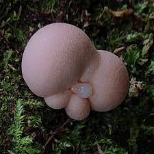 Attēlu rezultāti vaicājumam “Trichia varia young”