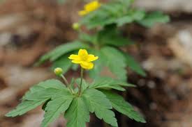 Attēlu rezultāti vaicājumam “Anemone ranunculoides flower”