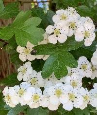 Attēlu rezultāti vaicājumam “Crataegus monogyna subsp. nordica”