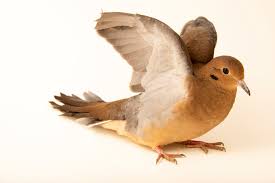 Image result for Zenaida macroura