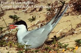 Image result for Sterna forsteri