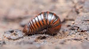 Attēlu rezultāti vaicājumam “Diplopoda”