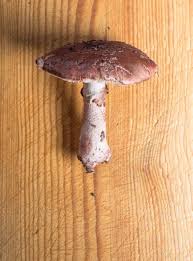 Attēlu rezultāti vaicājumam “Amanita rubescens”