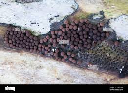 Attēlu rezultāti vaicājumam “Enerthenema papillatum”