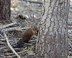 Attēlu rezultāti vaicājumam “Martes martes”