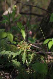 Attēlu rezultāti vaicājumam “Pedicularis palustris subsp. opsiantha”