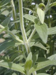 Attēlu rezultāti vaicājumam “Mentha x verticillata leaf”