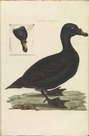 Attēlu rezultāti vaicājumam “Melanitta nigra”