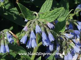 Attēlu rezultāti vaicājumam “Symphytum grandiflorum”