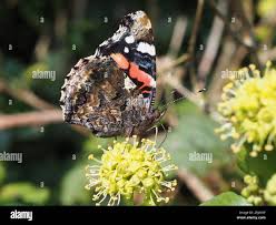 Attēlu rezultāti vaicājumam “Vanessa atalanta underside”