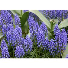 Attēlu rezultāti vaicājumam “Muscari armeniacum”