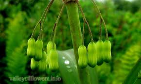 Attēlu rezultāti vaicājumam “Polygonatum verticillatum”