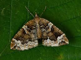 Attēlu rezultāti vaicājumam “Eulithis prunata”