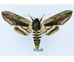 Attēlu rezultāti vaicājumam “Sphinx ligustri”