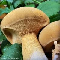 Attēlu rezultāti vaicājumam “Phaeolepiota aurea”