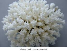 Attēlu rezultāti vaicājumam “Lindbladia tubulina macro”