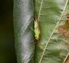 Attēlu rezultāti vaicājumam “Pantilius tunicatus imago”