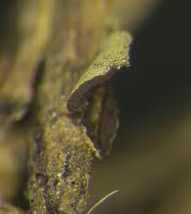 Attēlu rezultāti vaicājumam “Didymium sp.”