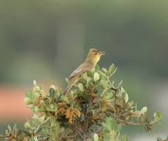 Image result for Hippolais polyglotta