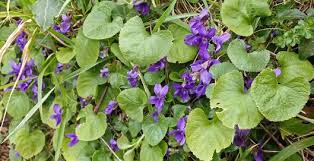 Attēlu rezultāti vaicājumam “Viola odorata leaf”