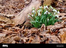 Attēlu rezultāti vaicājumam “Galanthus nivalis leaf”