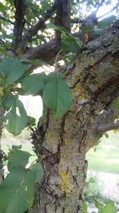 Attēlu rezultāti vaicājumam “Prunus domestica subsp. domestica leaf”