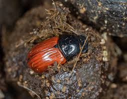 Attēlu rezultāti vaicājumam “Aphodius sp. imago”