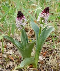 Attēlu rezultāti vaicājumam “Orchis ustulata”