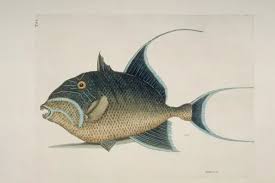 Image result for Balistes vetula