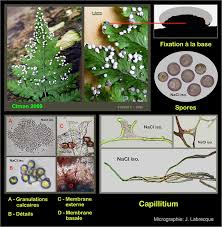 Attēlu rezultāti vaicājumam “Diderma effusum spores”