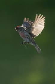 Attēlu rezultāti vaicājumam “Carduelis flammea male”