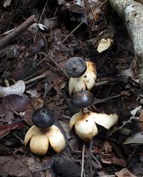 Attēlu rezultāti vaicājumam “Geastrum quadrifidum”