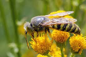 Attēlu rezultāti vaicājumam “Bembix rostrata”