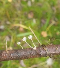 Attēlu rezultāti vaicājumam “Macrotyphula juncea”