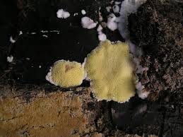Attēlu rezultāti vaicājumam “Flaviporus citrinellus”