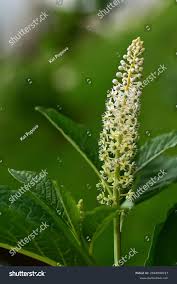 Attēlu rezultāti vaicājumam “Phytolacca acinosa”