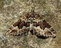 Attēlu rezultāti vaicājumam “Lampropteryx suffumata”