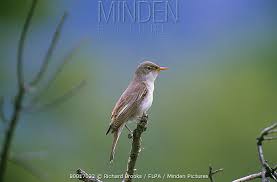 Image result for Hippolais olivetorum