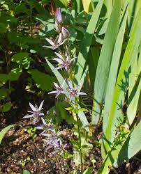Attēlu rezultāti vaicājumam “Swertia perennis flower”