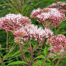 Attēlu rezultāti vaicājumam “Eupatorium cannabinum leaf”