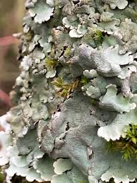 Attēlu rezultāti vaicājumam “Flavoparmelia caperata”