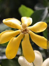 Attēlu rezultāti vaicājumam “Tubifera montana young”