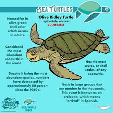 Image result for Lepidochelys olivacea