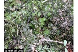 Attēlu rezultāti vaicājumam “Plagiomnium medium”