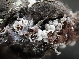 Attēlu rezultāti vaicājumam “Diderma subviridifuscum macro”