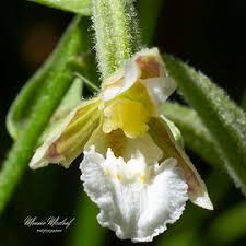 Attēlu rezultāti vaicājumam “Epipactis palustris”